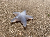 Étoile de mer en Calcédoine bleue 