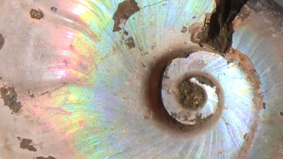 Ammonite (fossile)