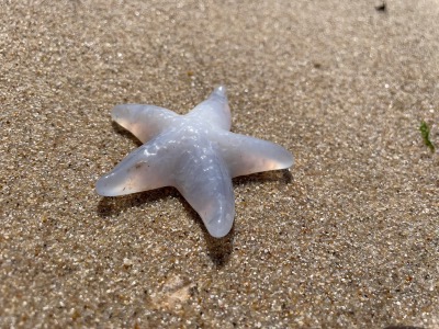 Étoile de mer en Calcédoine bleue 